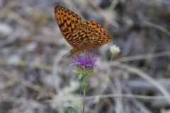 Monardella sheltonii