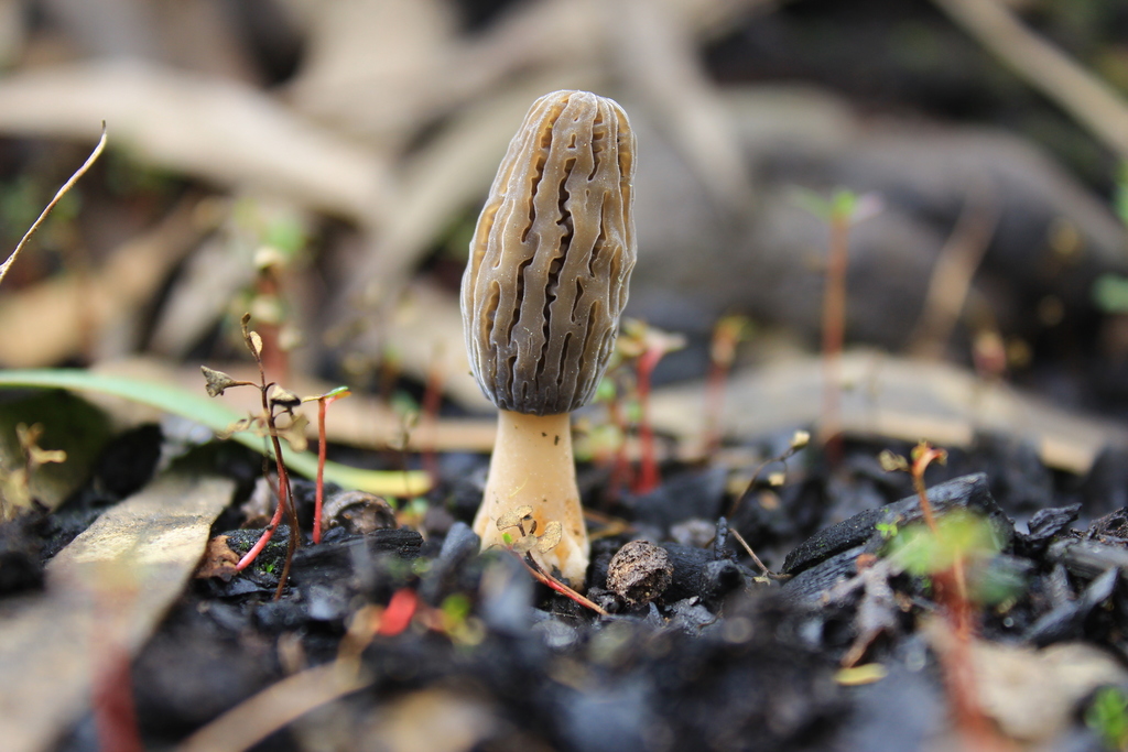 Black Morels from Linares, Maule, Chile on August 27, 2020 at 0502 PM by Chris Valdés. Clado
