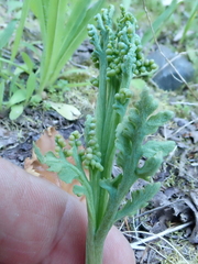 Botrychium michiganense
