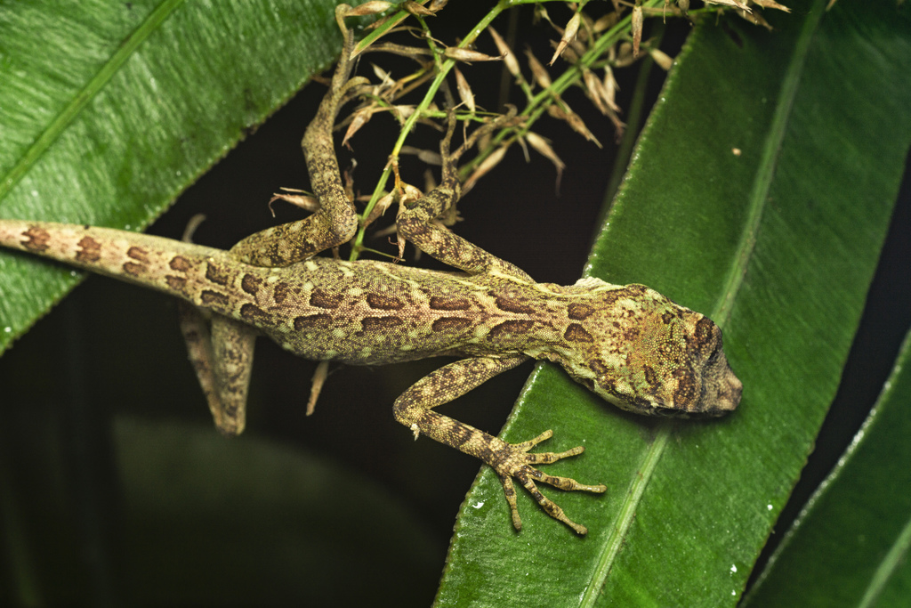 Good Anole