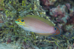 Halichoeres melasmapomus