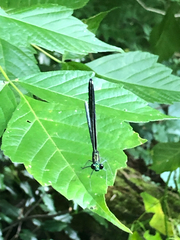 Calopteryx maculata