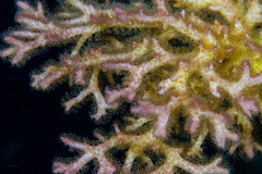 Image of Pocillopora acuta