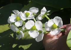 Sagittaria sanfordii