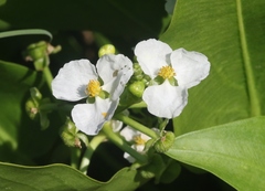 Sagittaria sanfordii
