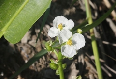 Sagittaria sanfordii