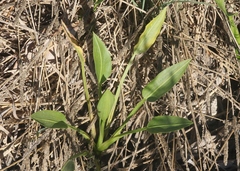 Sagittaria sanfordii