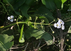 Sagittaria sanfordii