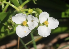 Sagittaria sanfordii