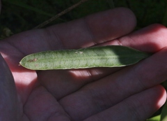 Sagittaria sanfordii