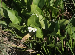 Sagittaria sanfordii
