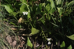 Sagittaria sanfordii