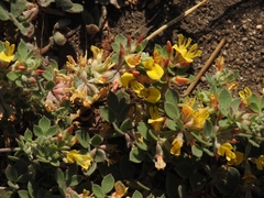 Acmispon decumbens decumbens