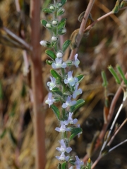 Sairocarpus cornutus leptaleus