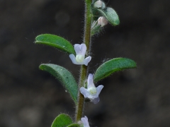 Sairocarpus cornutus leptaleus