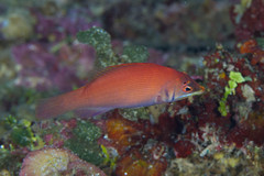 Pseudocheilinus evanidus