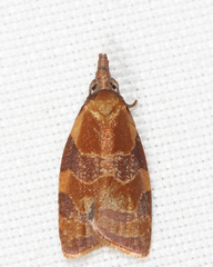 Cenopis diluticostana