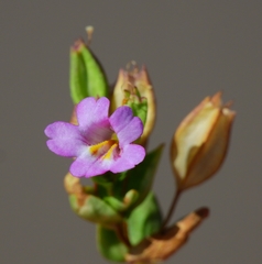 Erythranthe inconspicua