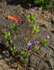 Erythranthe inconspicua