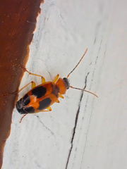 Badister neopulchellus