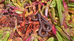 Psammophis crucifer