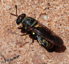 Hermetia chrysopila