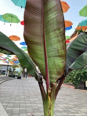 Ensete