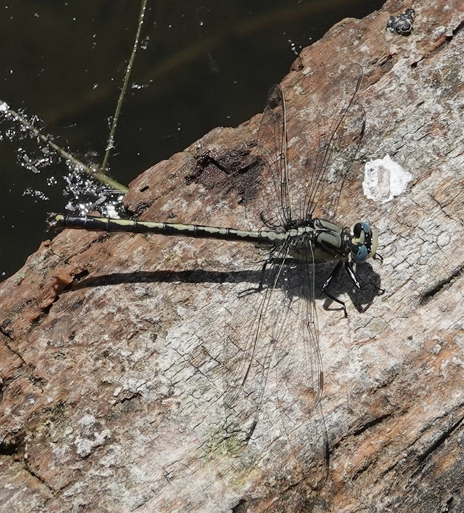 Horned Clubtail