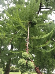 Taxodium distichum