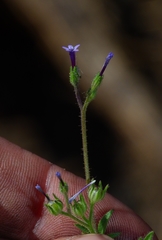 Allophyllum divaricatum
