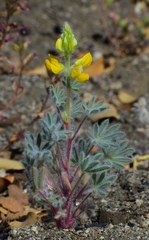 Lupinus citrinus citrinus