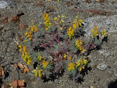 Lupinus citrinus citrinus