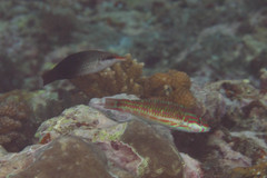 Thalassoma quinquevittatum
