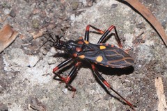 Acanthaspis geniculata