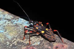 Acanthaspis geniculata