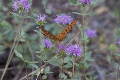 Monardella sheltonii