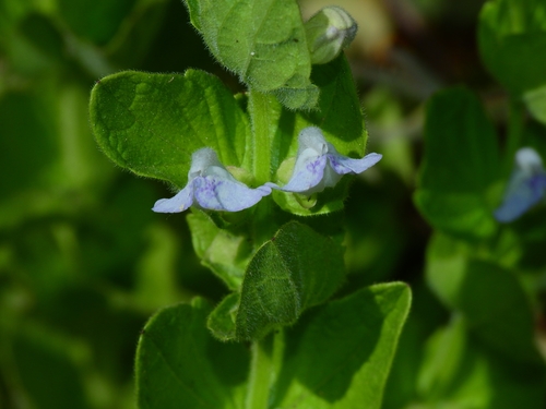 Scutellaria bolanderi ssp. bolanderi