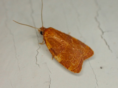Cenopis diluticostana