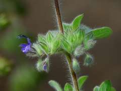 Trichostema oblongum