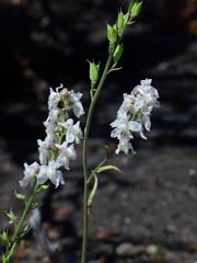 Delphinium hansenii hansenii
