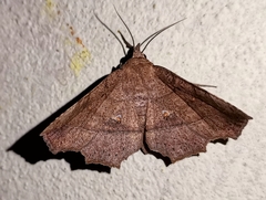 Syllectra