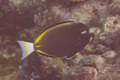 Acanthurus nigricans