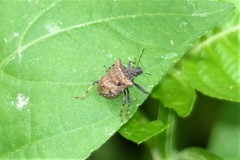 Aeschrocoris ceylonicus