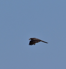 Milvus migrans