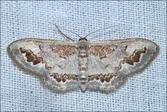 Dithalama cosmospila