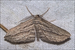 Euphronarcha leptodesma