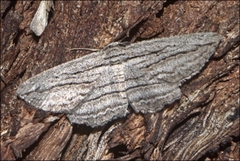 Euphronarcha leptodesma