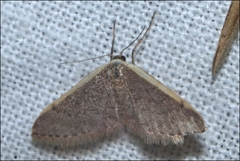 Idaea costaria