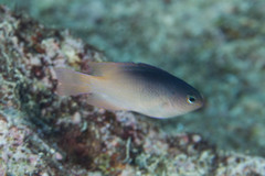 Chrysiptera caesifrons