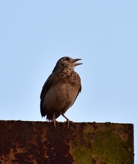 Mirafra affinis